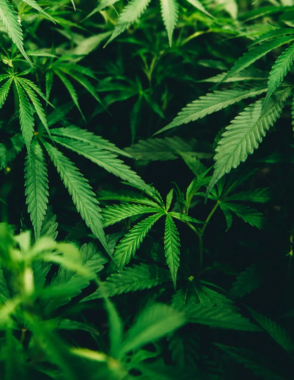 Cannabis (Hashish/Weed) Cannabis (Hashish/Weed) addiction — treatment and recovery at our rehab centre in Islamabad